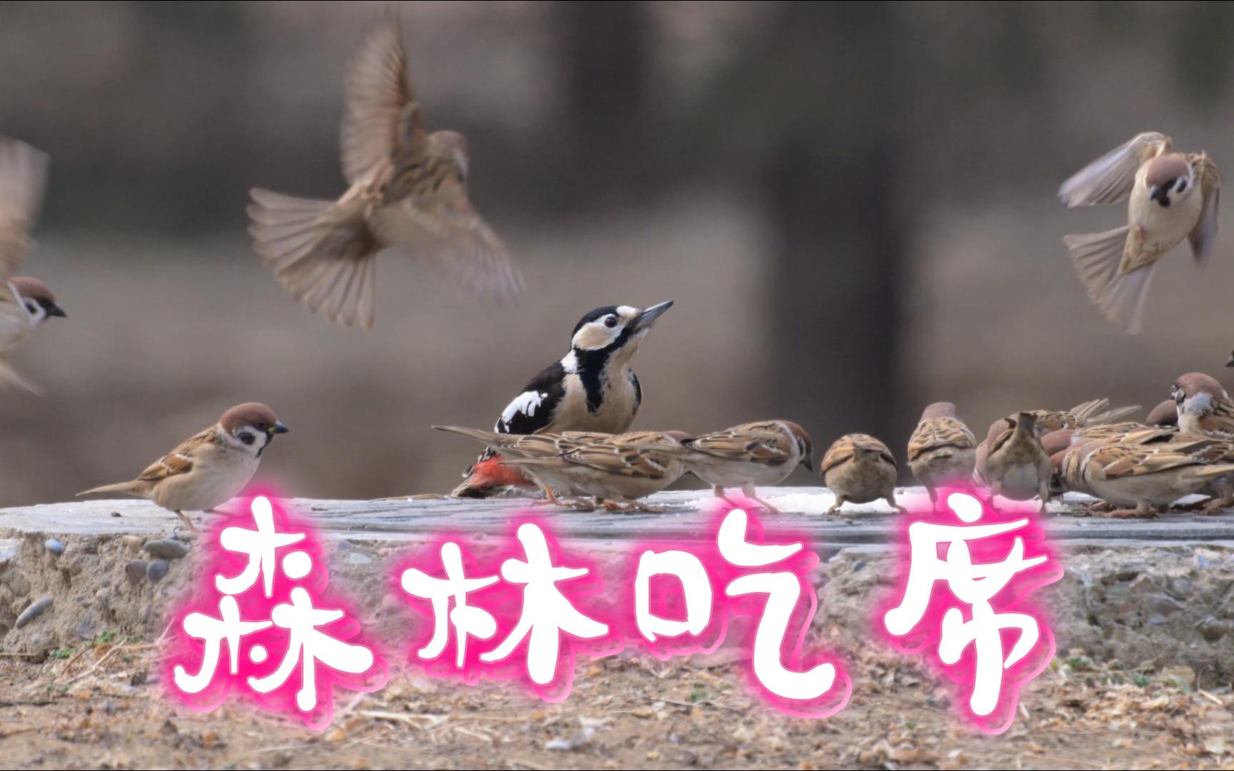 森林吃席,尊卑有序.【拍鸟 打鸟 观鸟 尼康Z9+Z600mm f6.3+TC 1.4x】哔哩哔哩bilibili