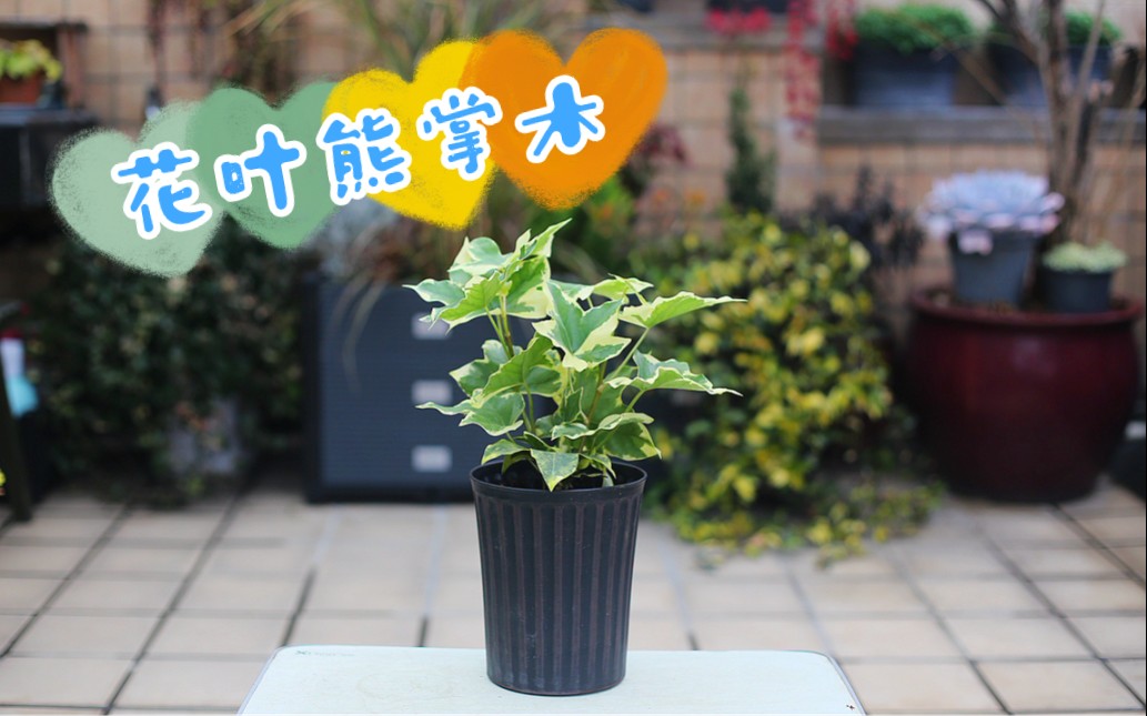 【剁手】花叶熊掌木.哔哩哔哩bilibili