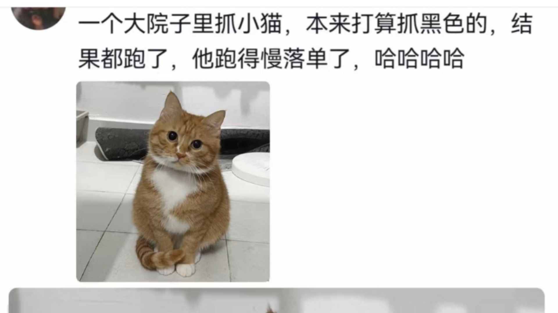 猫咪“为何一群猫咪中偏偏选了我”主人:因为哔哩哔哩bilibili