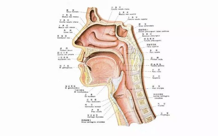 咽喉要道,咽喉有多重要,咽和喉有什么区别哔哩哔哩bilibili