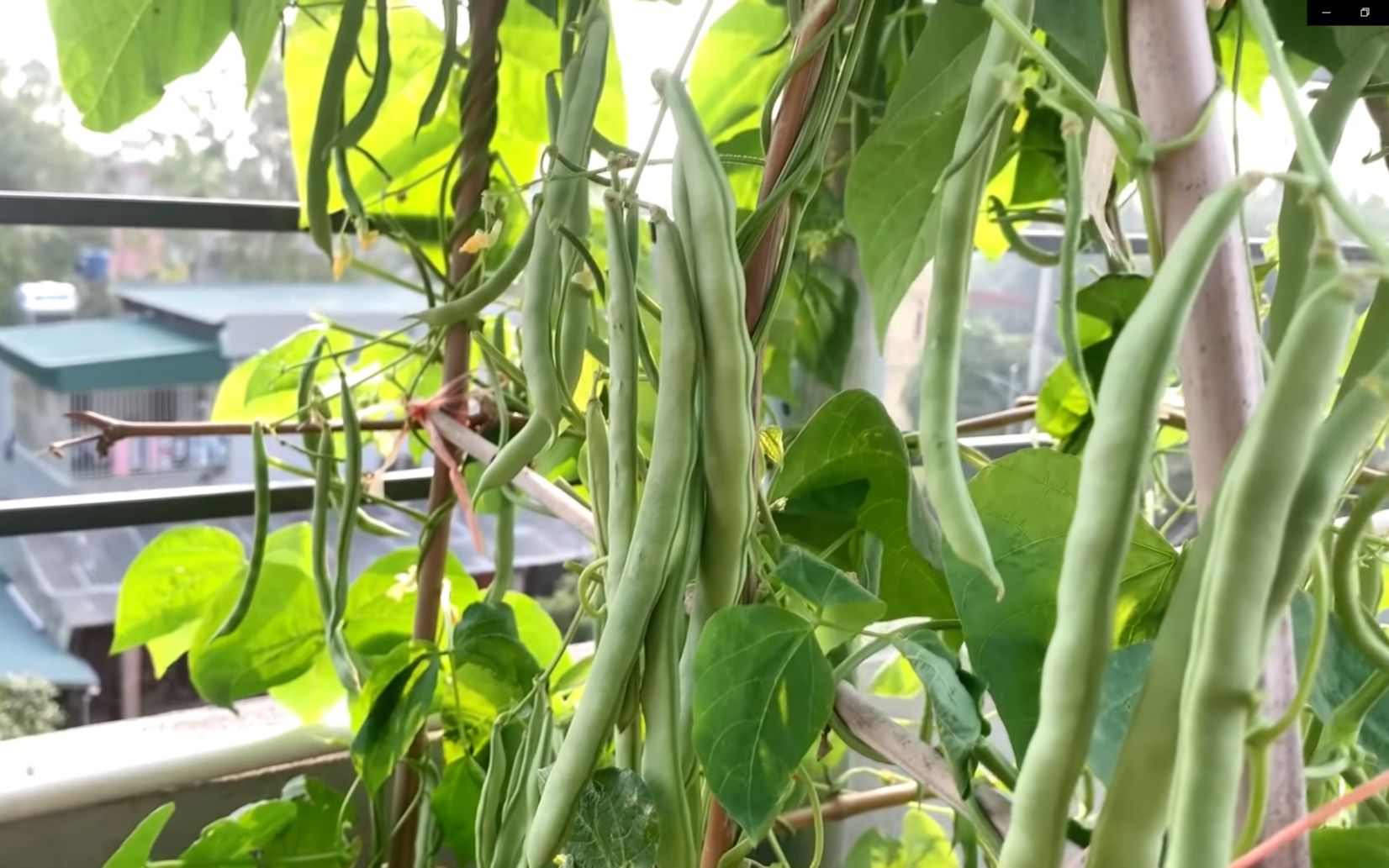 家里废水桶别扔了,用它在阳台种白芸豆,不但高产还香脆可口