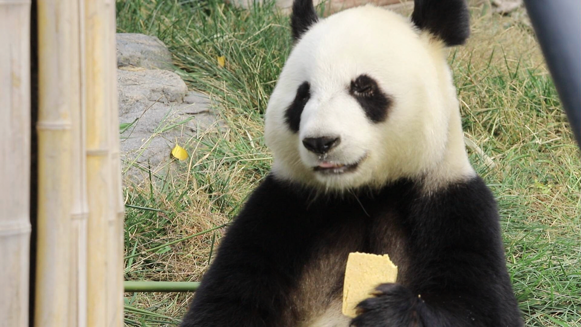 【大熊猫雅美】馒头脸的美美