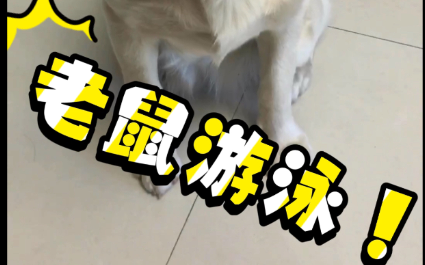 老鼠游泳!开眼了!