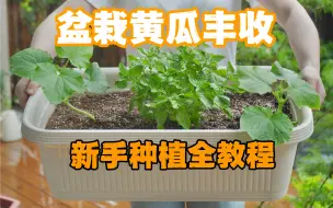 Download Video: 新手种植盆栽黄瓜 一次性讲清楚啦！根据大家经常的提问 我把容易出问题的小注意点都放视频里啦