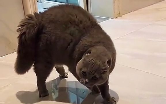 [图]生气的猫猫终于发声了