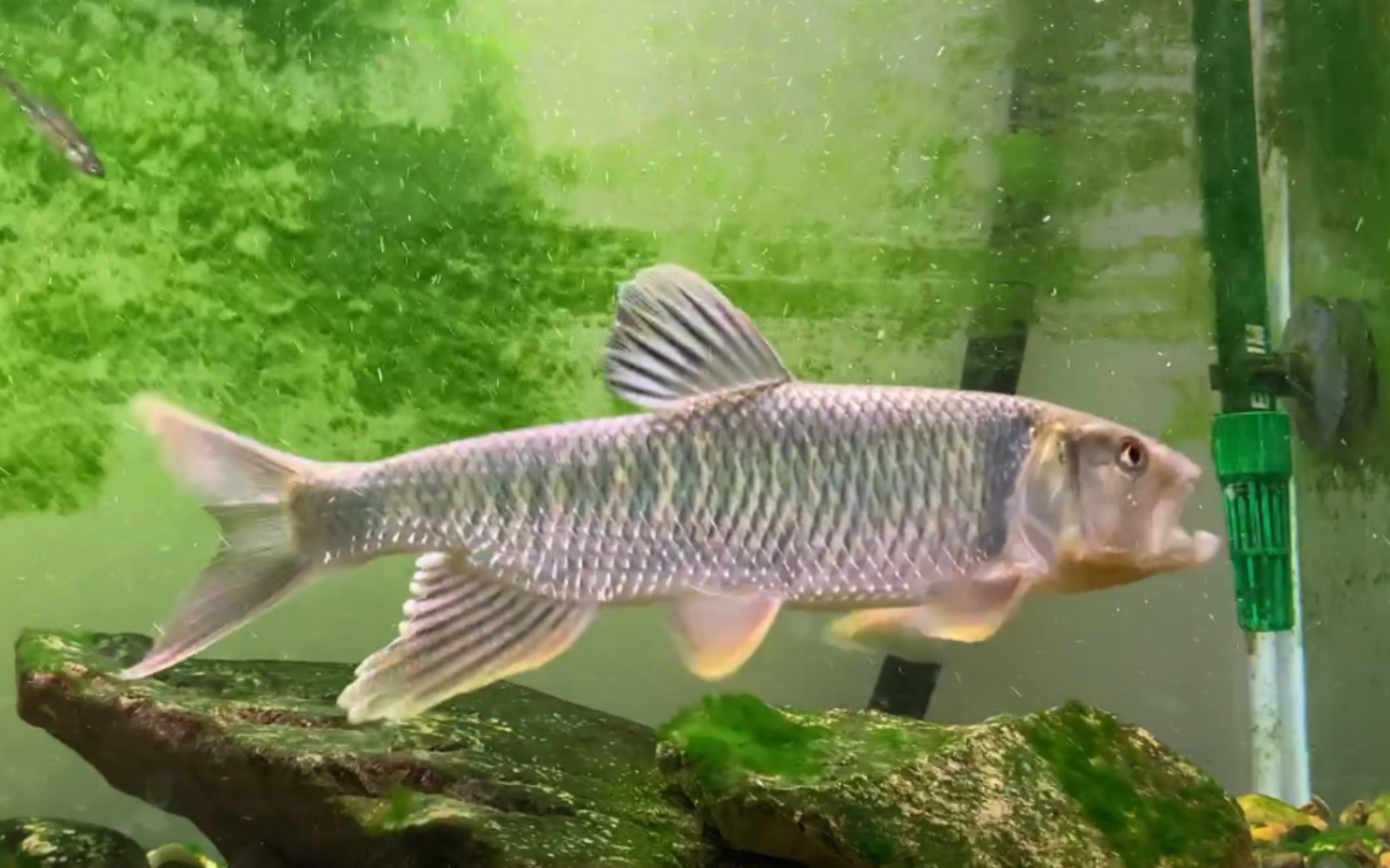 2022年5月23日缸中原白色雌鱼于5月21日晚跳缸死亡