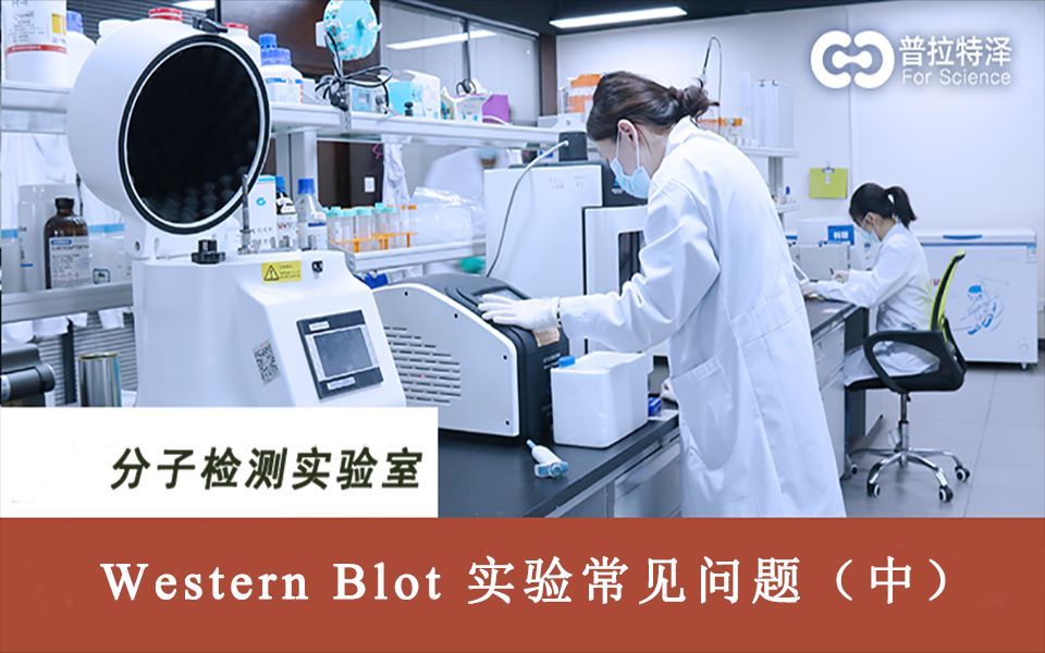 Western Blot蛋白质免疫印迹实验常见问题以及解决方法(中)哔哩哔哩bilibili