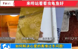 下载视频: 黄缘如何过冬？不如看看我这几个方法，说不定有合适你的呢！