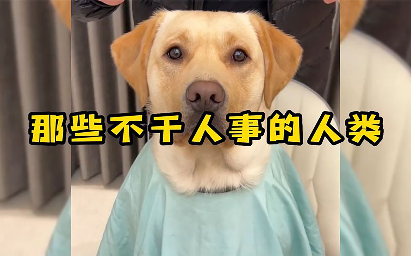 全网不干人事的人类,狗:虽然我不是人,但你是真狗
