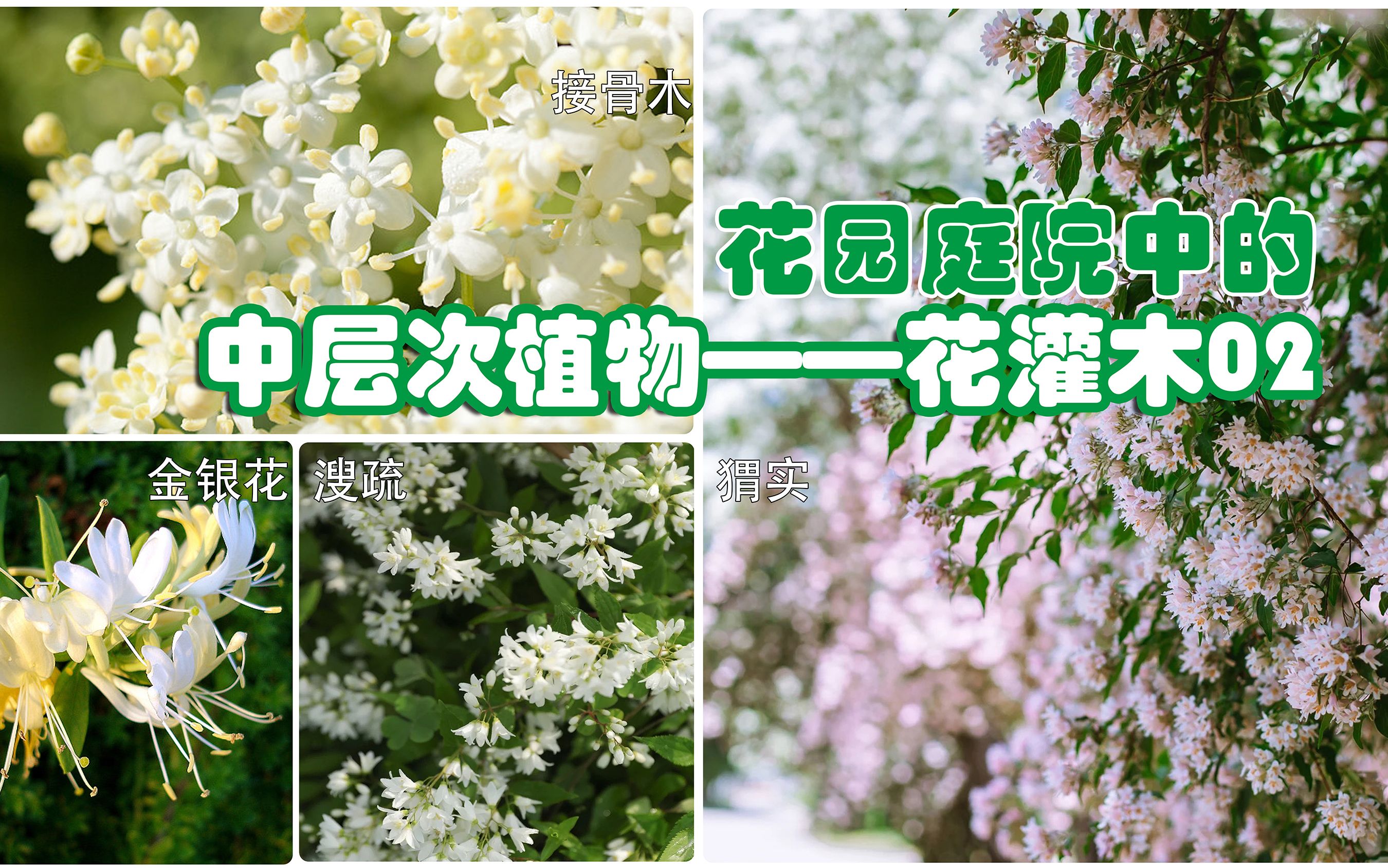 [图]花园庭院里的观花之王---花灌木02