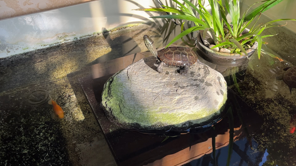 龟缸的光与影