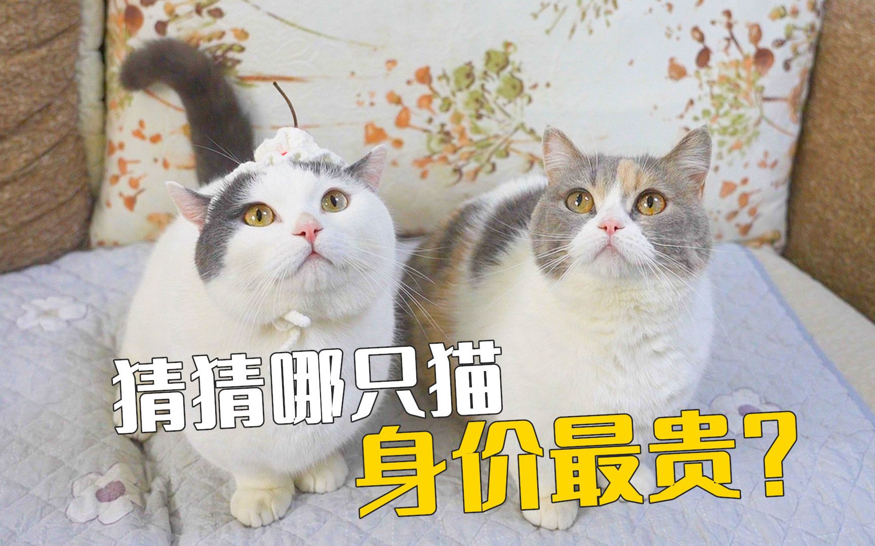 最不起眼的网红猫,居然身价最贵-萌猫宝哥哥-萌猫宝哥哥-哔哩哔哩视频