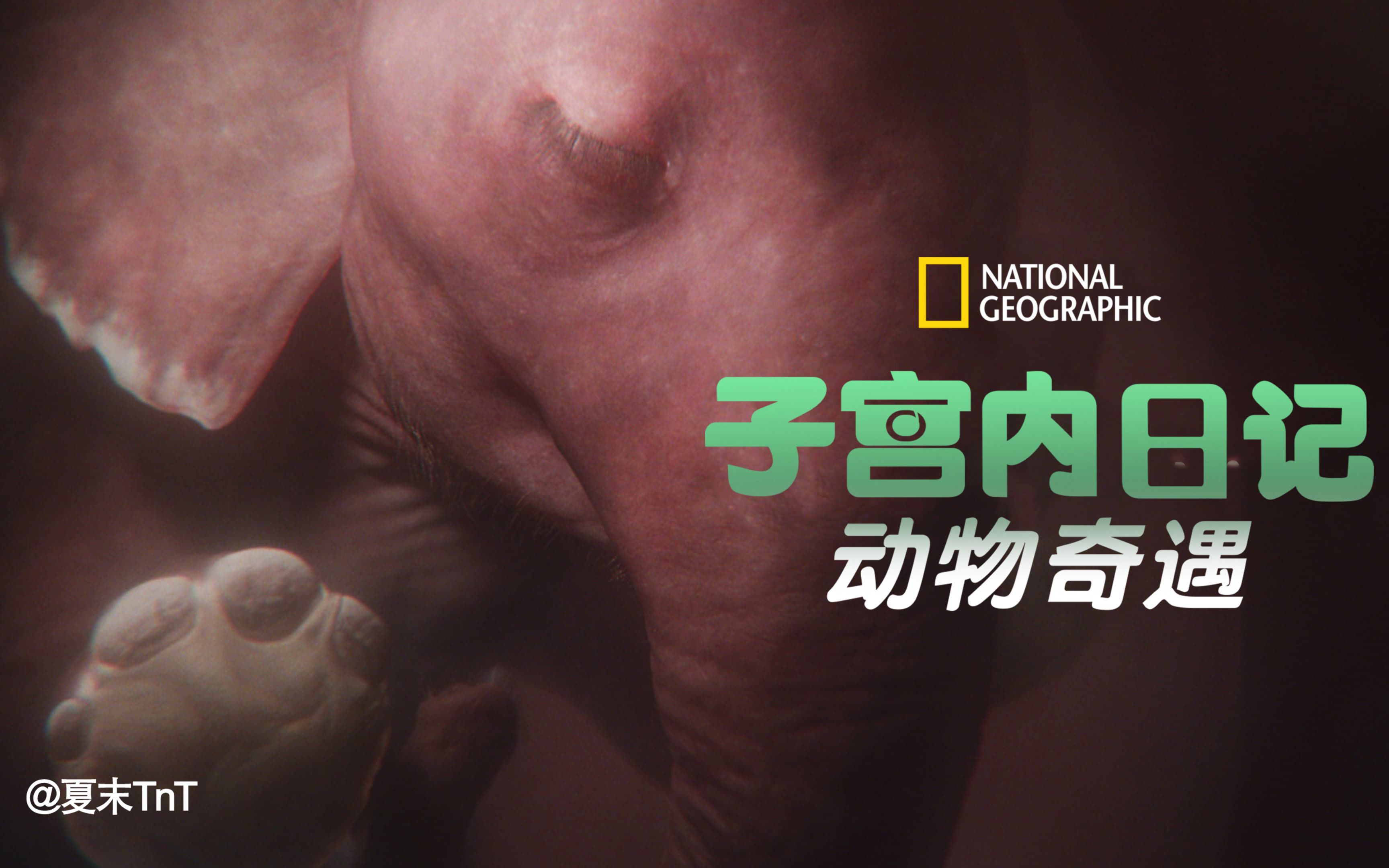 子宫内日记:动物奇遇 中英双语字幕 In The Womb: Animal Babies 全2集哔哩哔哩bilibili