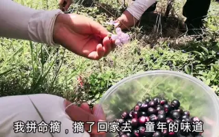 野菜姐妹 搜索结果 哔哩哔哩 Bilibili