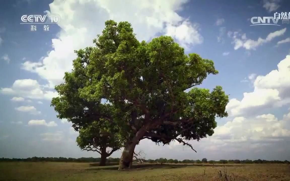 [图]【CCTV科教】自然传奇——生命大树