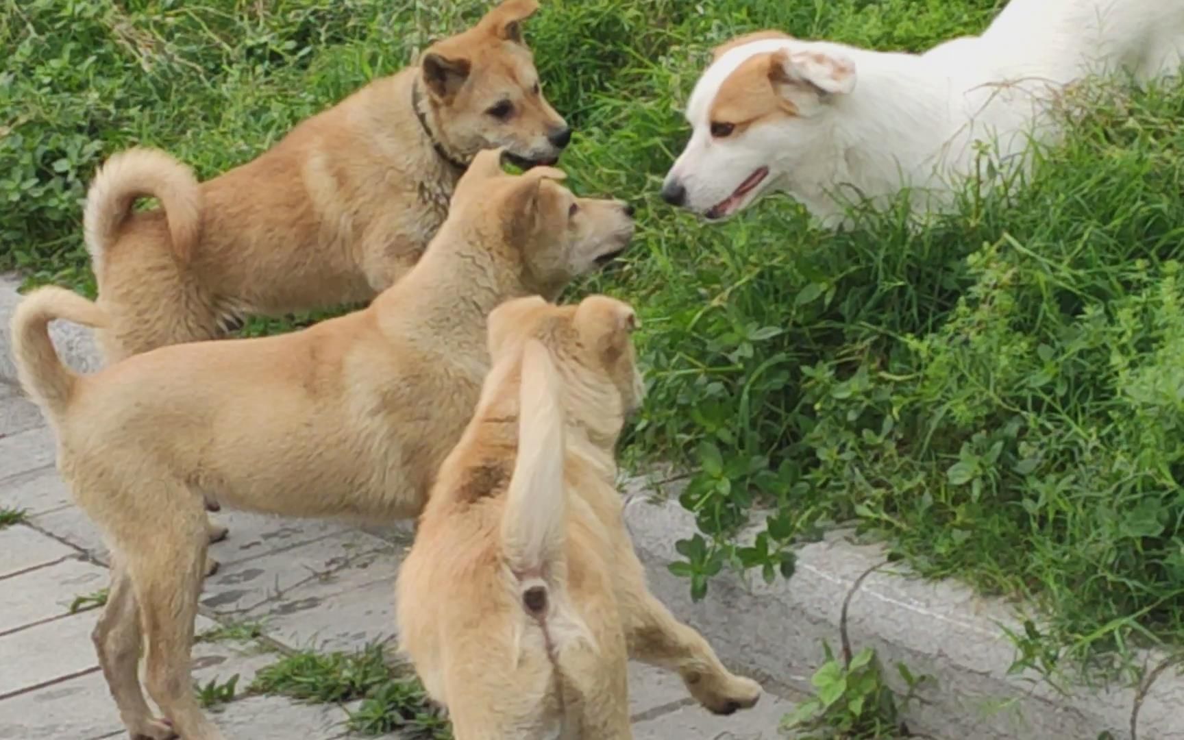 三条小黄狗围殴一条短腿大狗,最后主人无奈拿出了一根棍子
