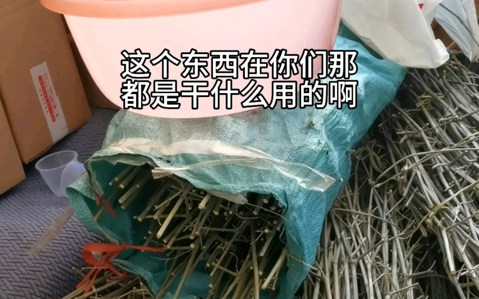 一分钟教会你竹子的正确用法哔哩哔哩bilibili