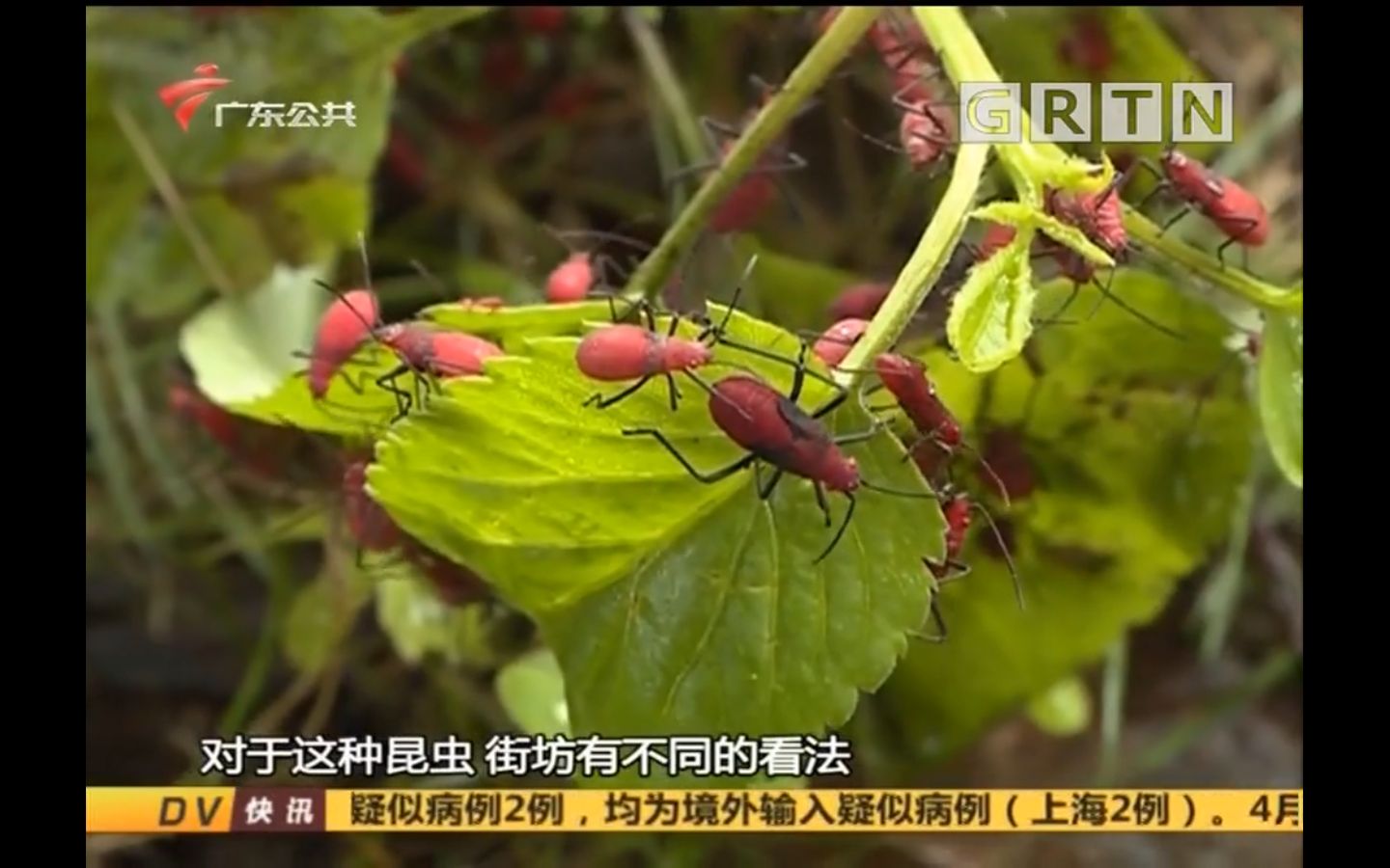 [图]肇庆：七星岩北门附近有许多红色小昆虫 街坊担心有危险