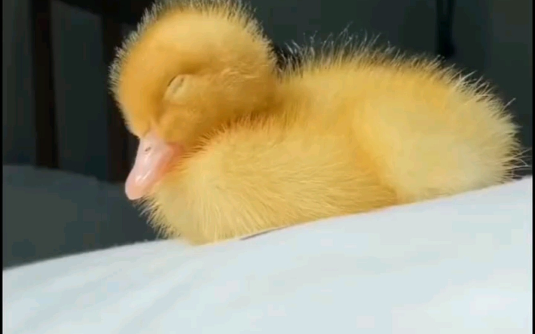 小黄鸭爱睡觉