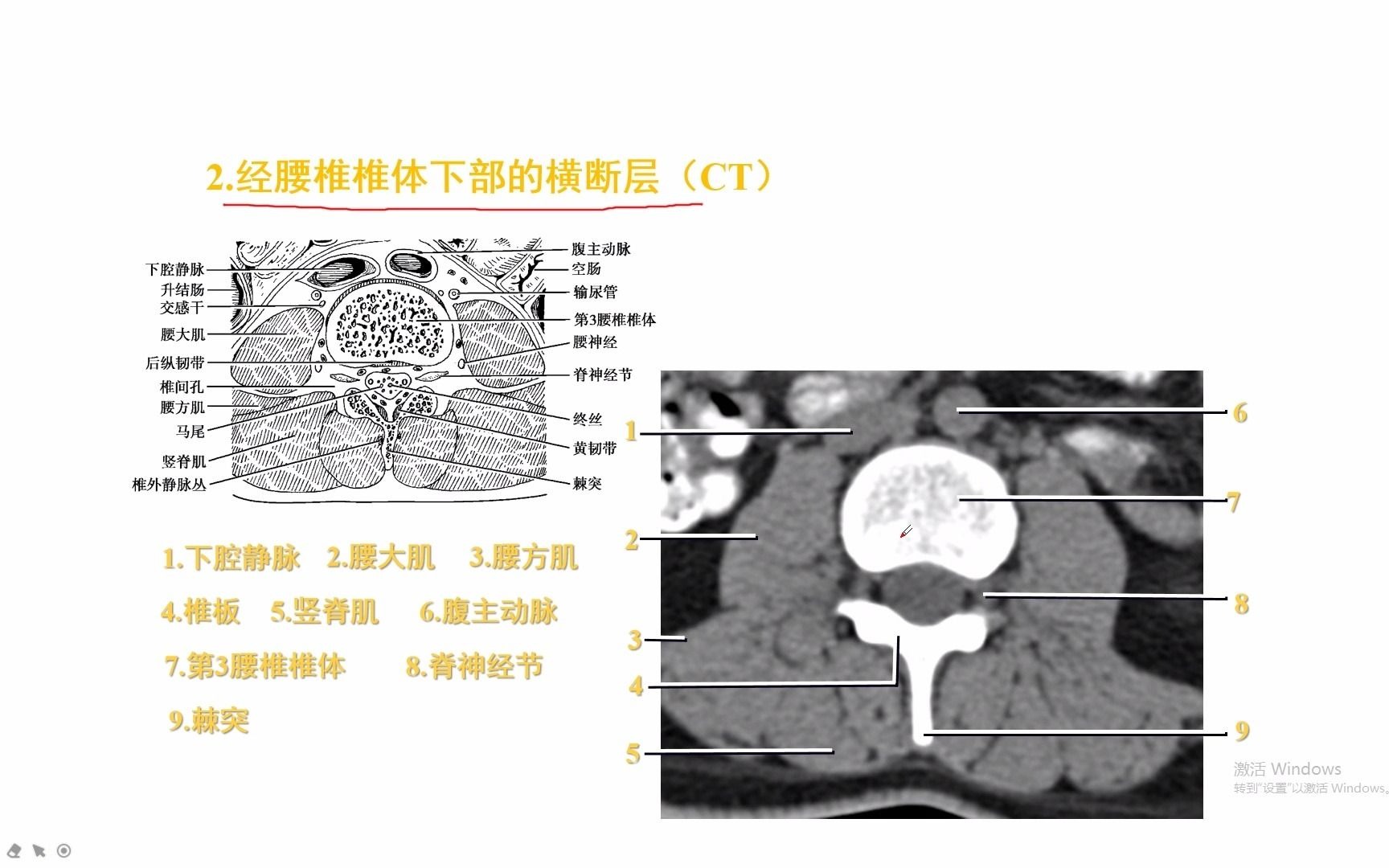 [图]放射医学技术知识点46-脊柱区的断层解剖（三）