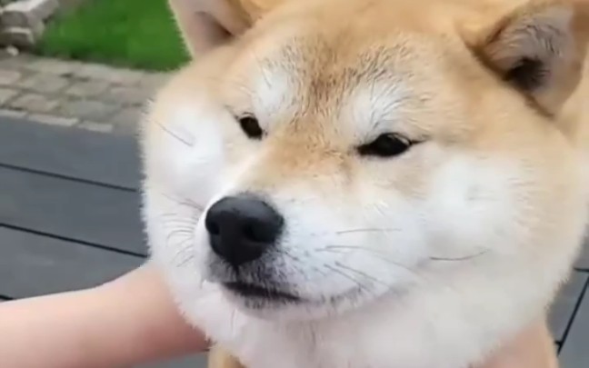 傻傻的狗狗有让你笑出鱼尾纹吗