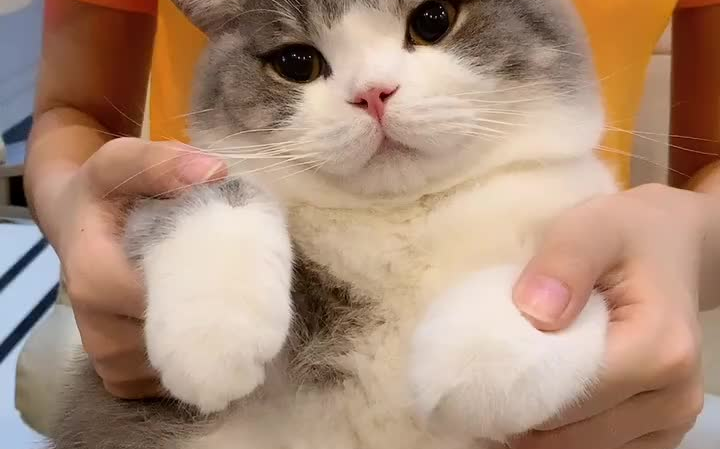 土豆是一只不配合的猫 一脸生无可恋的亚子159415