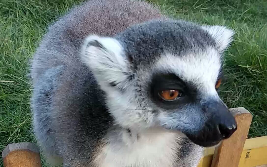 马达加斯加国王喂食记