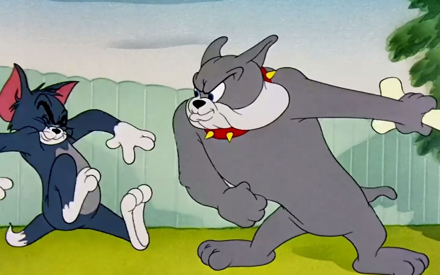 汤姆这么快就学会栽赃陷害了?斯派克也太惨了吧#动画 #猫和老鼠