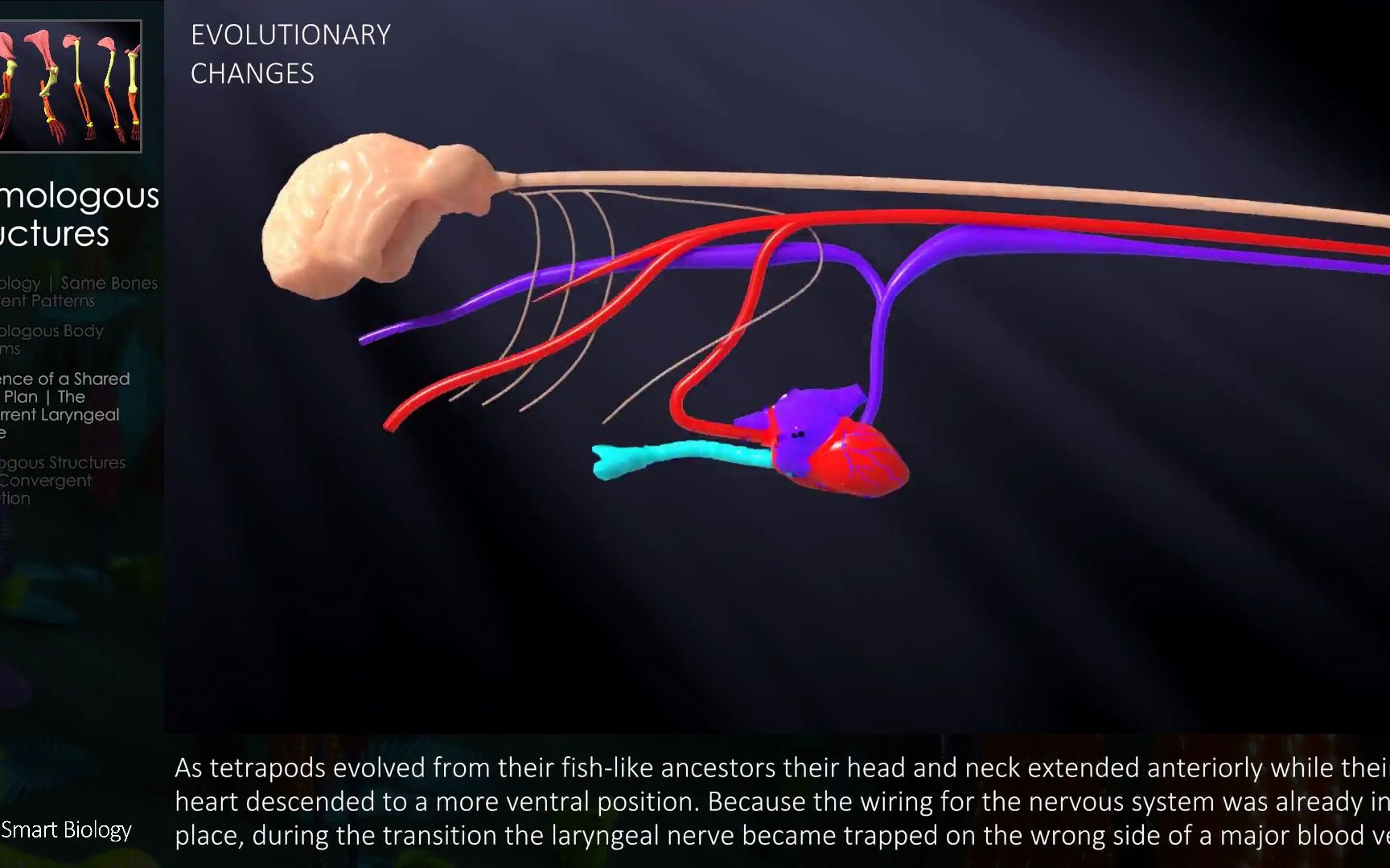 进化,生物系列演示视频 Evolution Biology style哔哩哔哩bilibili