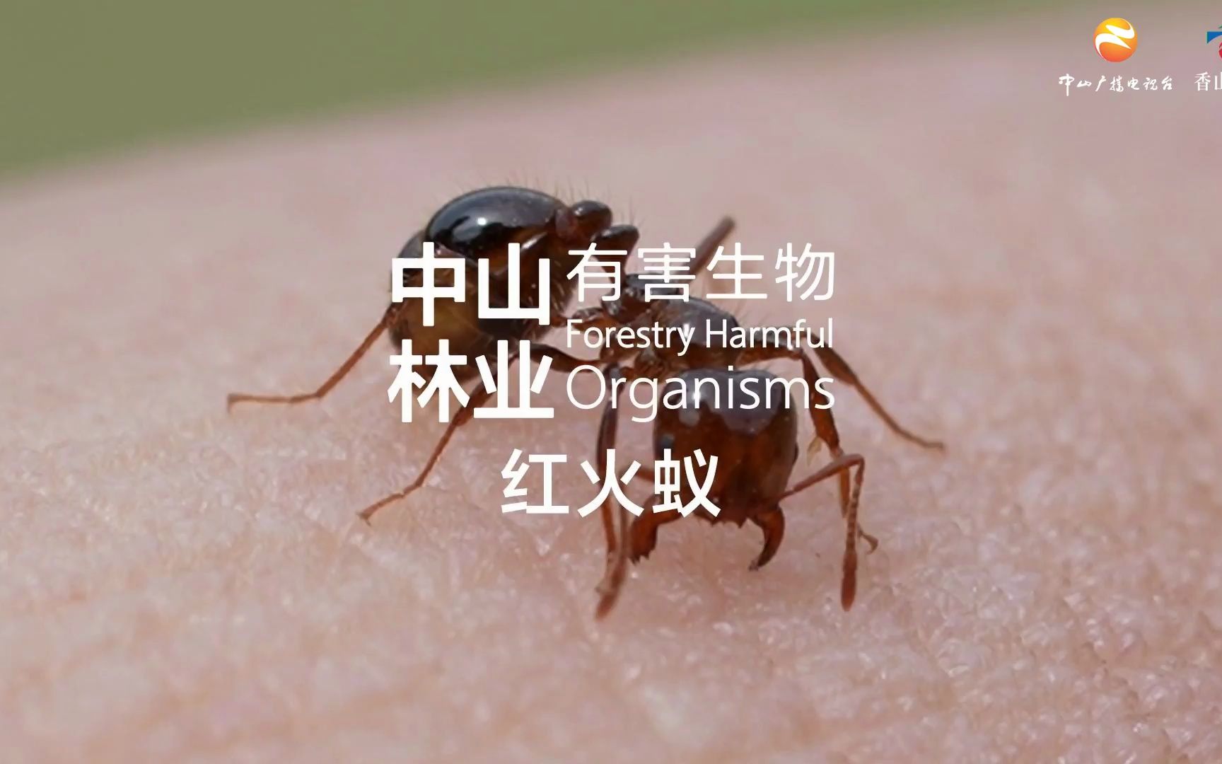 [图]中山林业有害生物之红火蚁