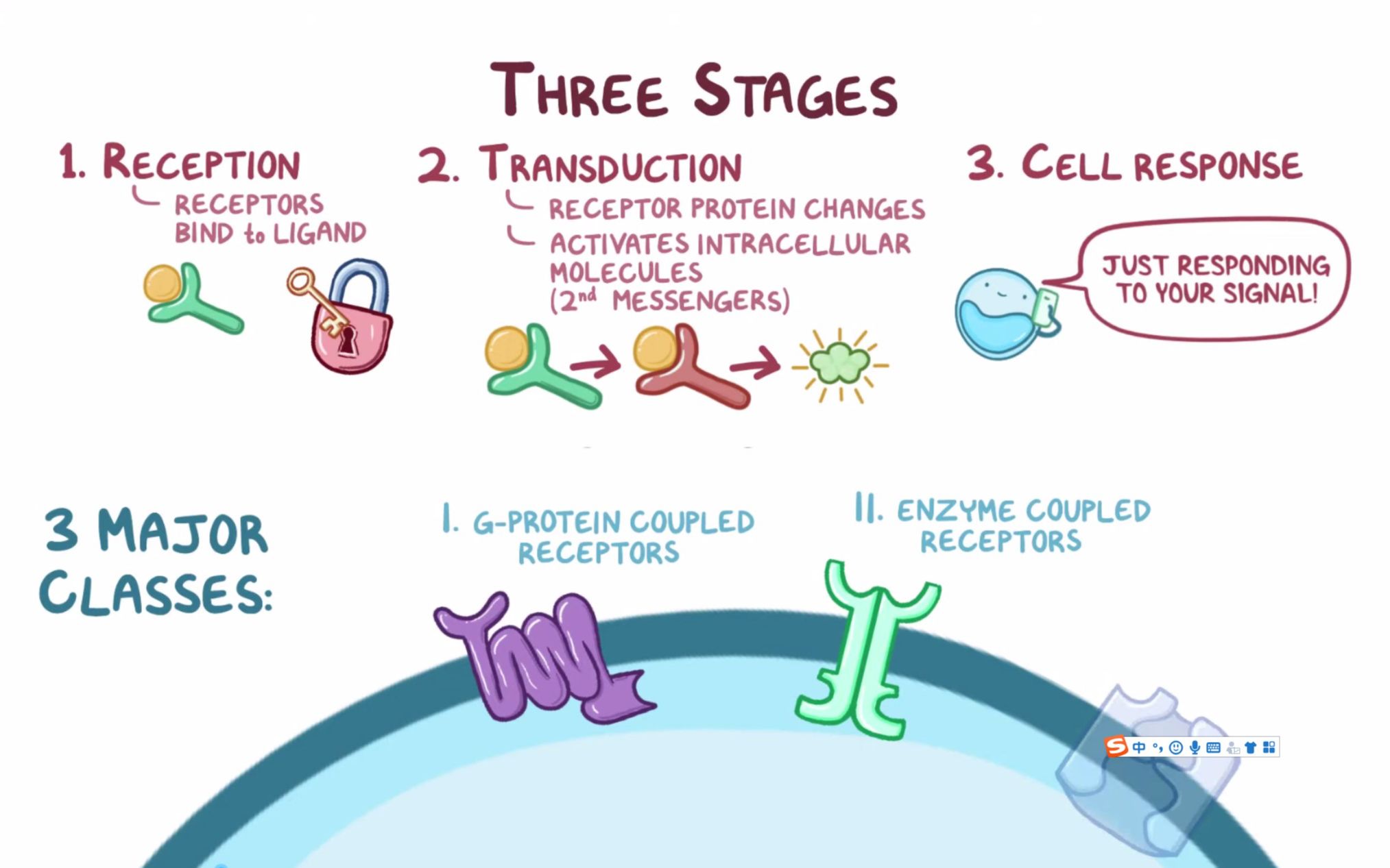 [英文字幕] Common cell signaling pathways 细胞中常见的信号转导通路哔哩哔哩bilibili