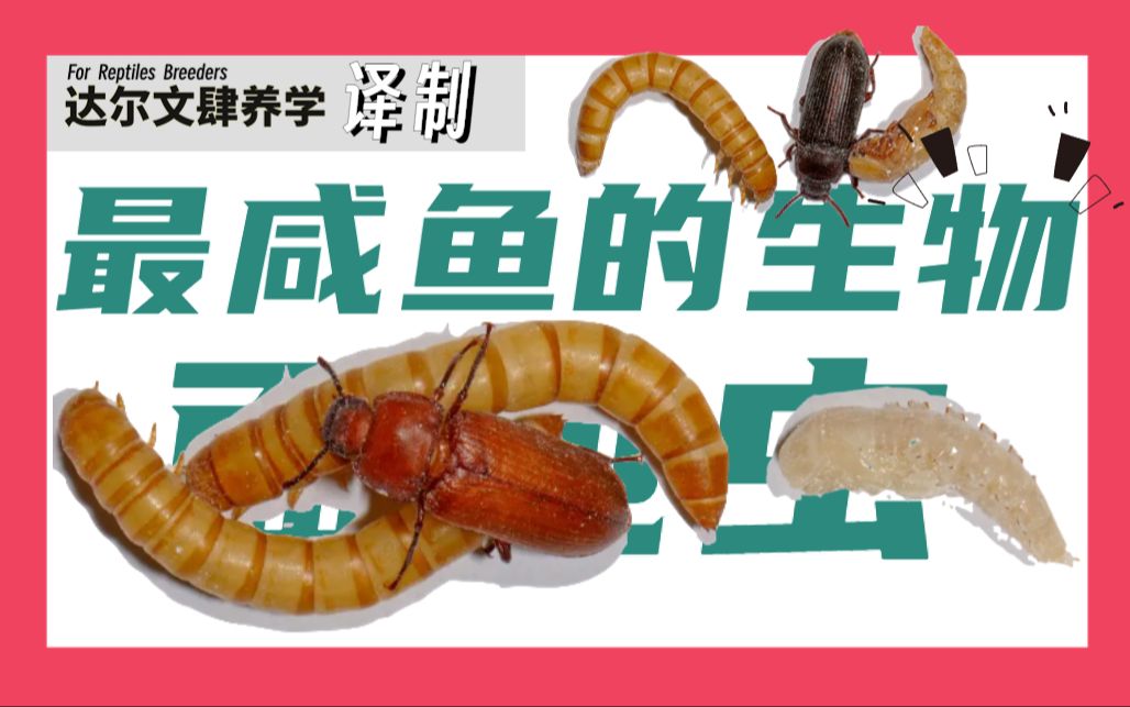 全世界最咸鱼的生物,揭秘它躺平的一生 | 面包虫哔哩哔哩bilibili