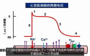 Download Video: 钾代谢紊乱对心肌电活动的影响