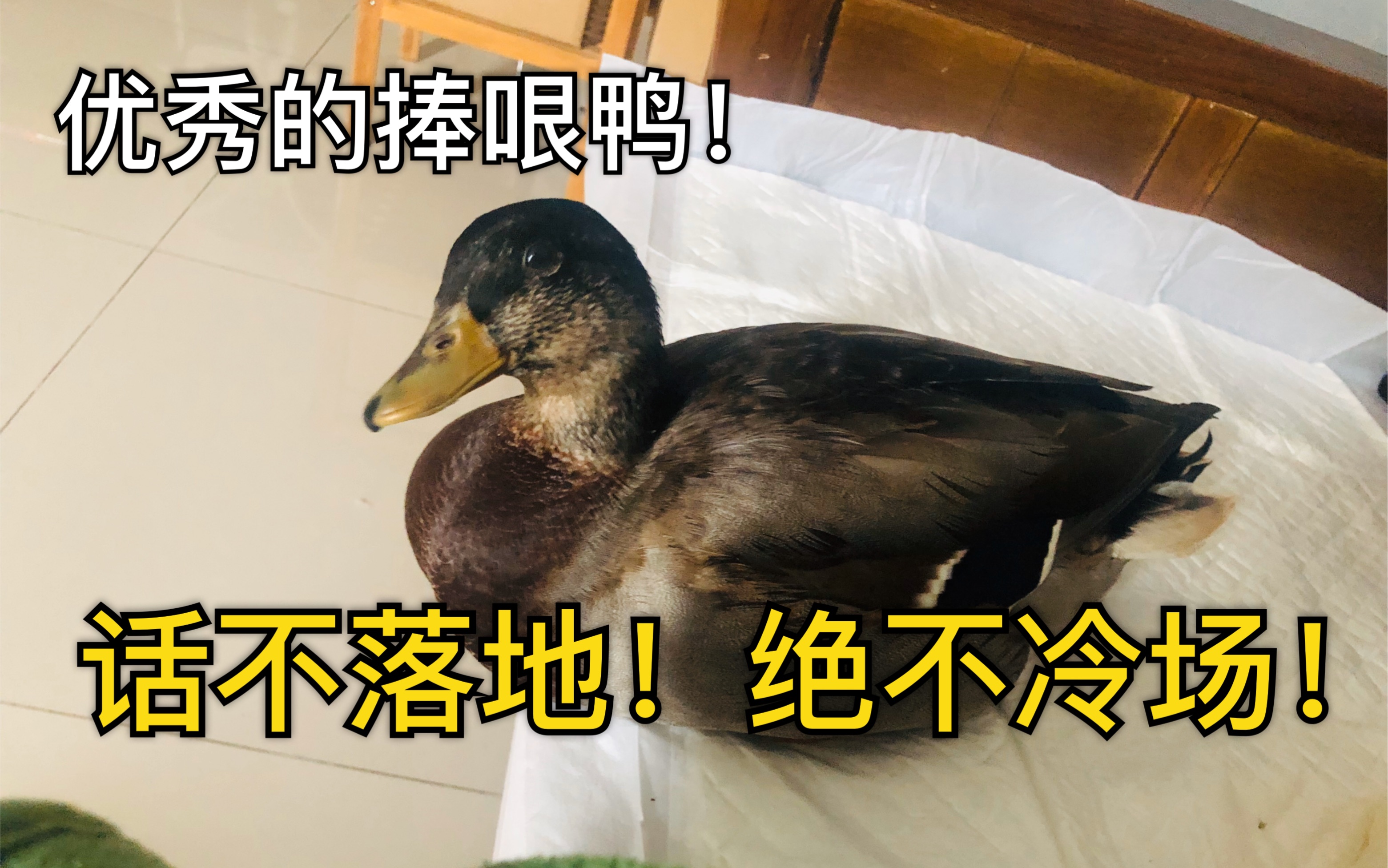 【call duck 柯爾鴨】話不落地的捧哏鴨!有蔥花在絕對不會讓你冷場!