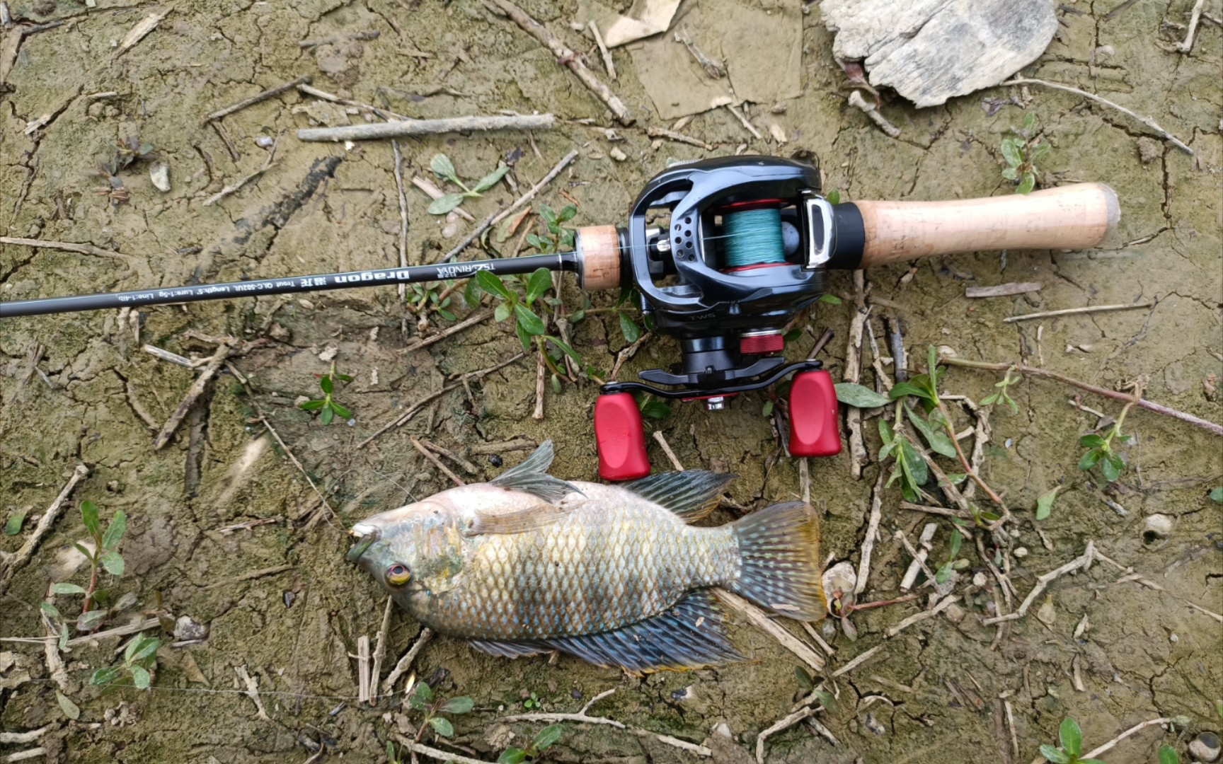 打龟两年半的路亚实习生