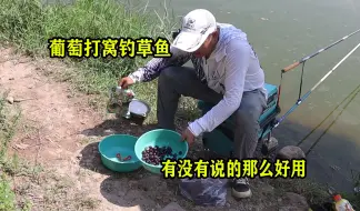 听说用葡萄可以钓草鱼，今天试试效果怎么样