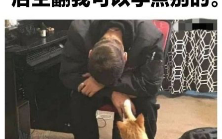 猫咪后空翻!哔哩哔哩bilibili