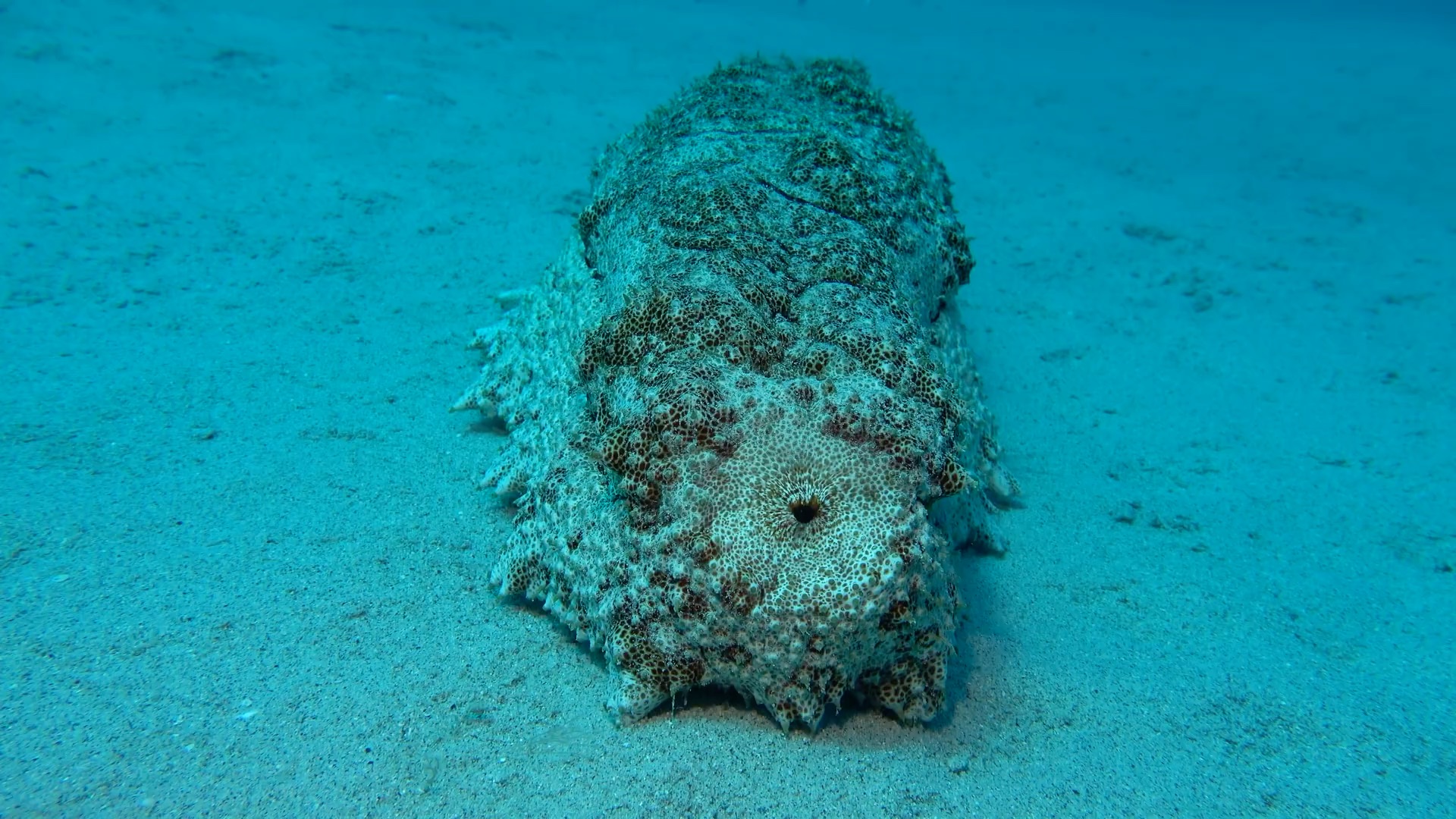 巨梅花参(thelenota anax)拉粑粑