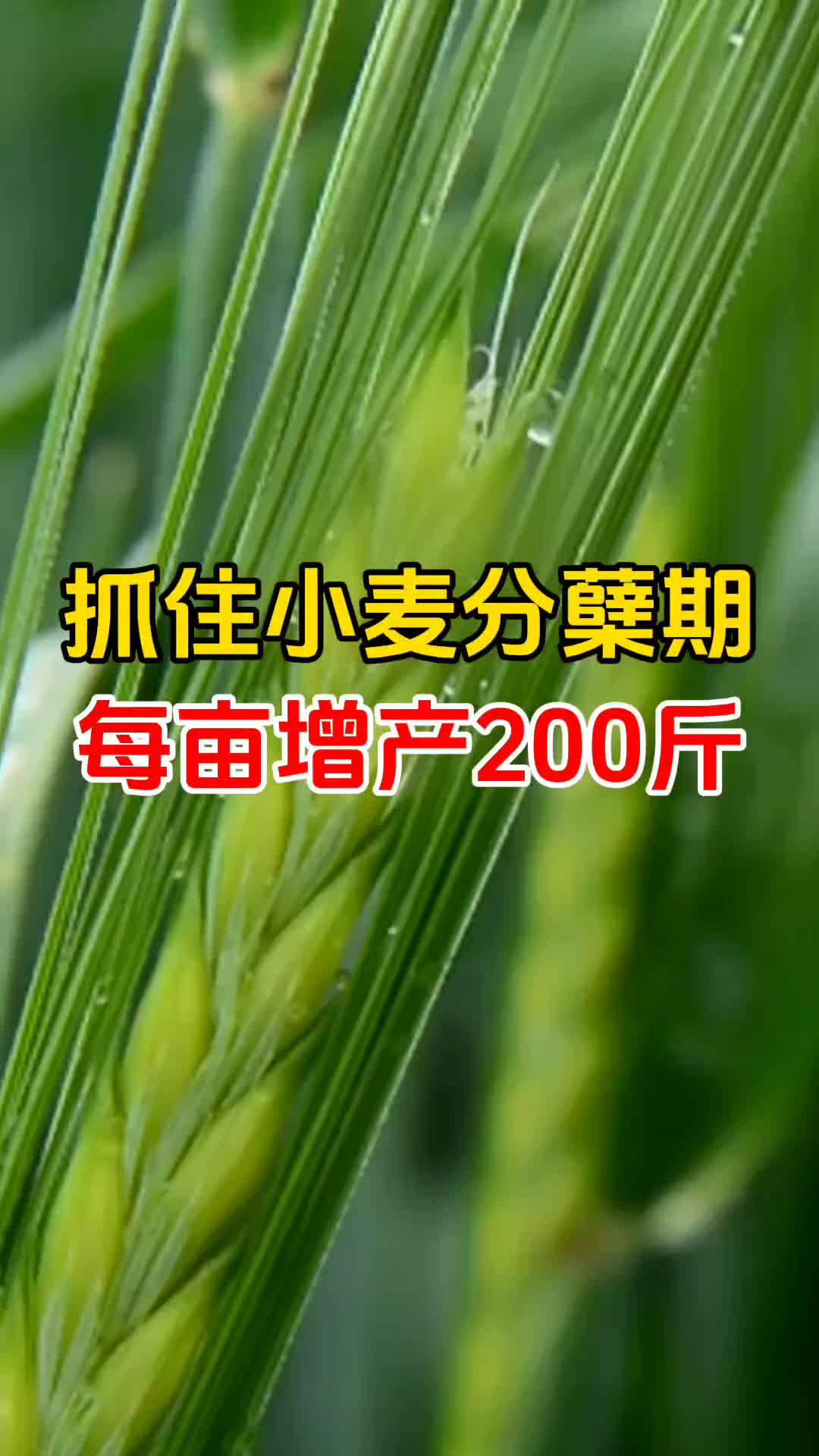 抓住小麦分蘖期,每亩增产200斤哔哩哔哩bilibili