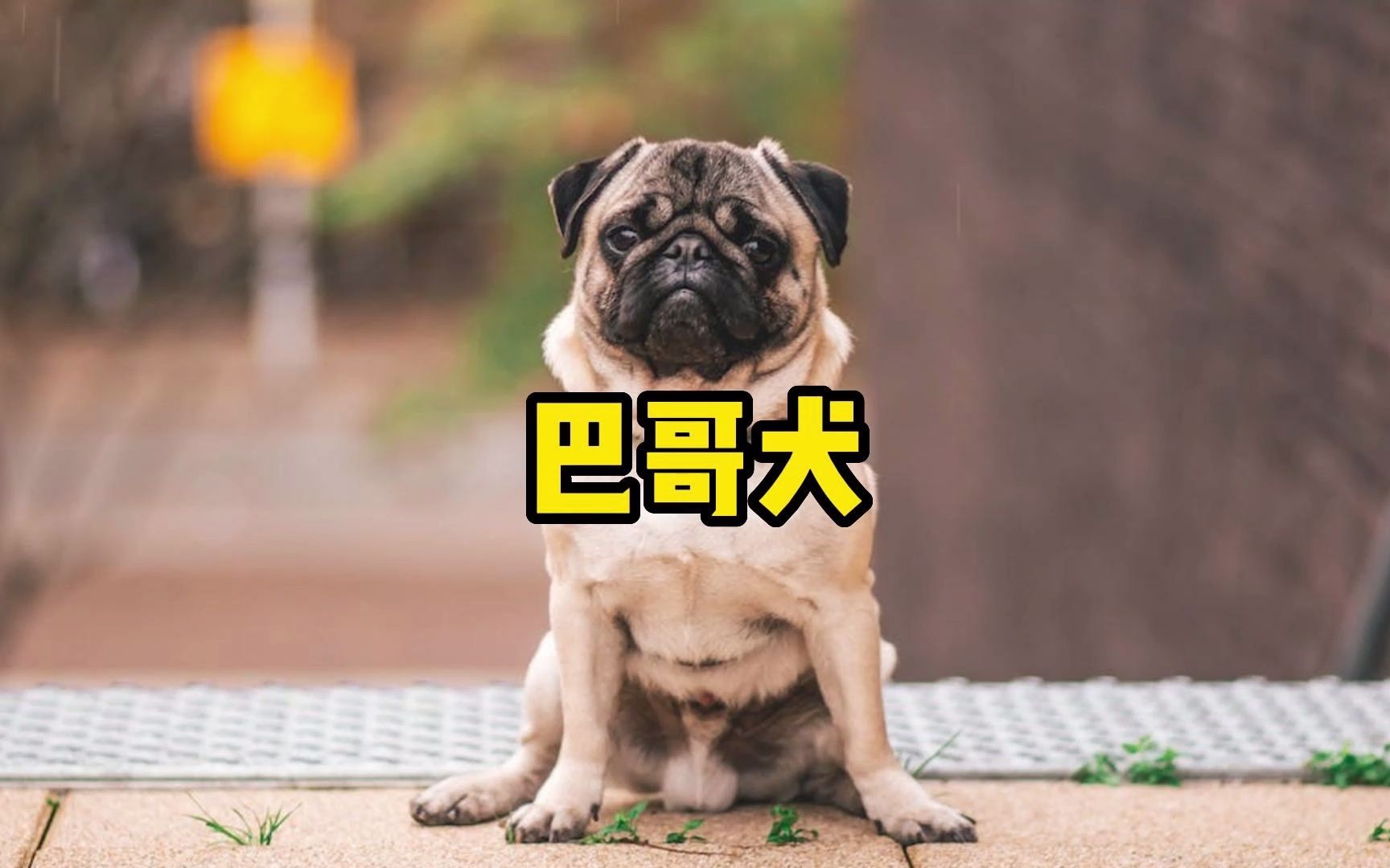 巴哥犬,一种丑萌丑萌的狗狗哔哩哔哩bilibili