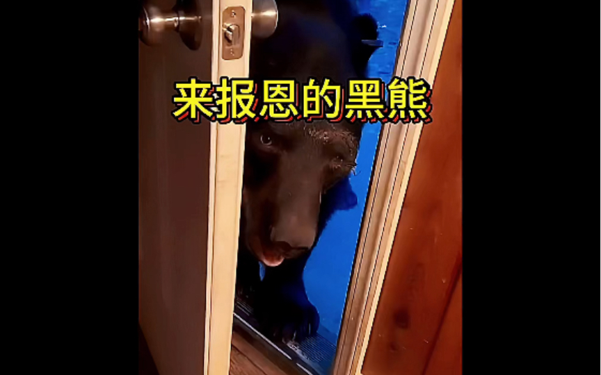 報恩的黑熊