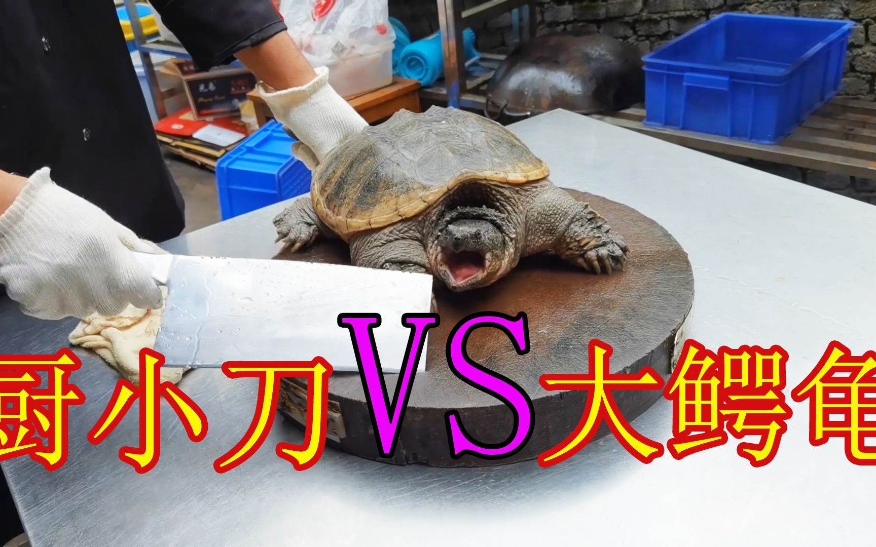 厨小刀大战大鳄龟,二十斤的猛货真不是开玩笑的,无奈还是不敌菜刀成了