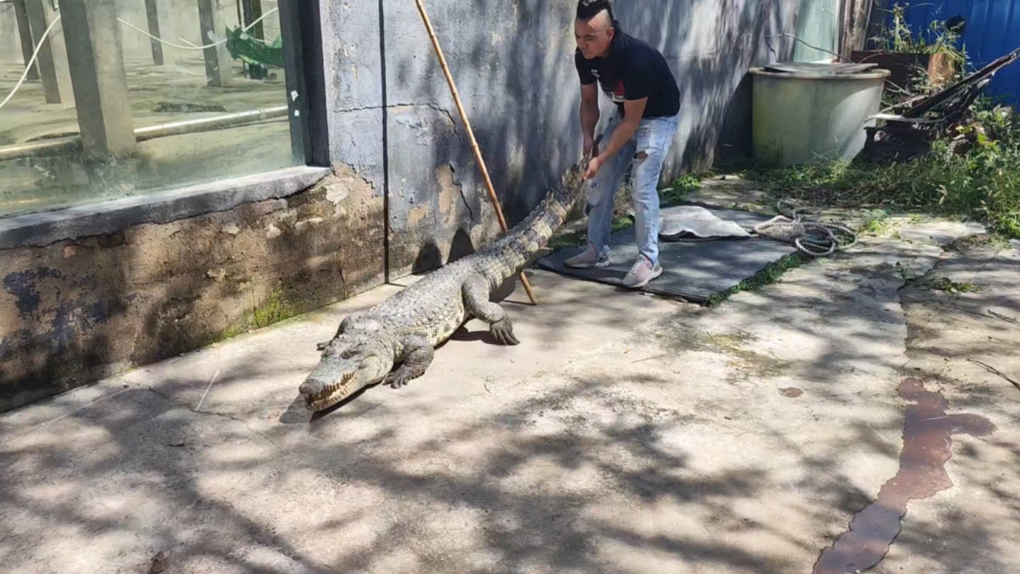 猛男单人驯服凶猛巨鳄.其实做鳄鱼表演用到的鳄鱼,并不需要从小带大,在这些专业的人手里,哪怕一条野生鳄鱼,都可以经过短时间训练,做到表演的效...