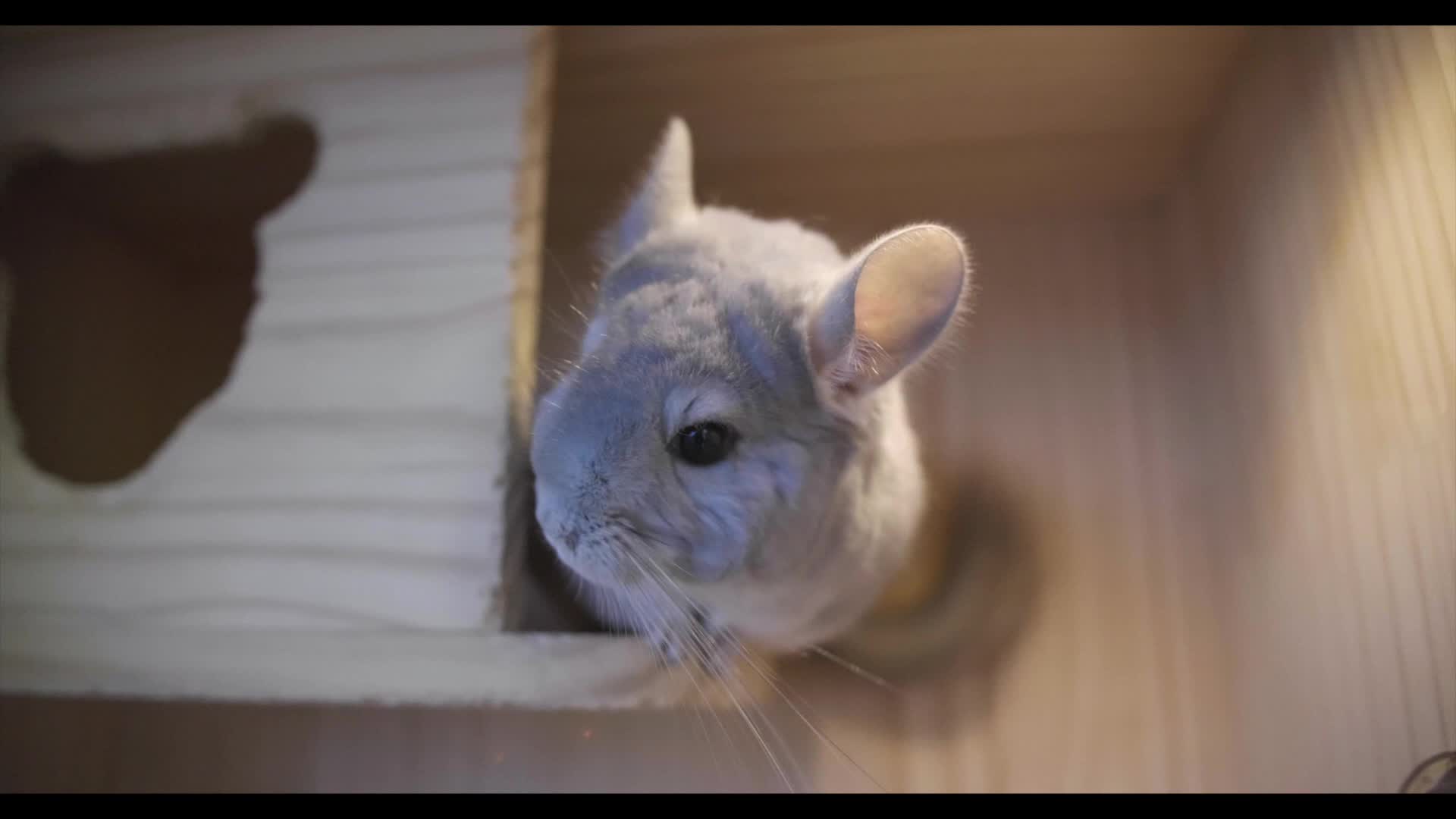 蓝宝石龙猫小老弟的日常