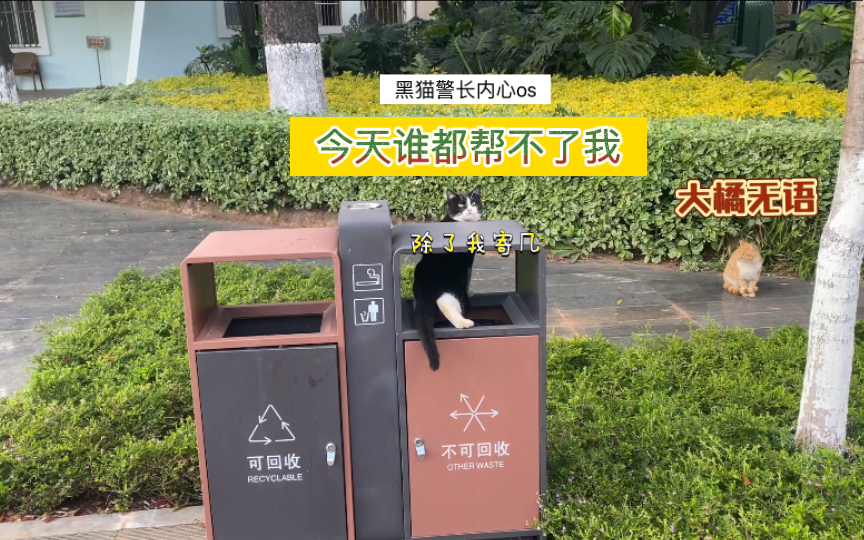 黑猫警长:喵喵喵?喵喵喵喵喵?哔哩哔哩bilibili