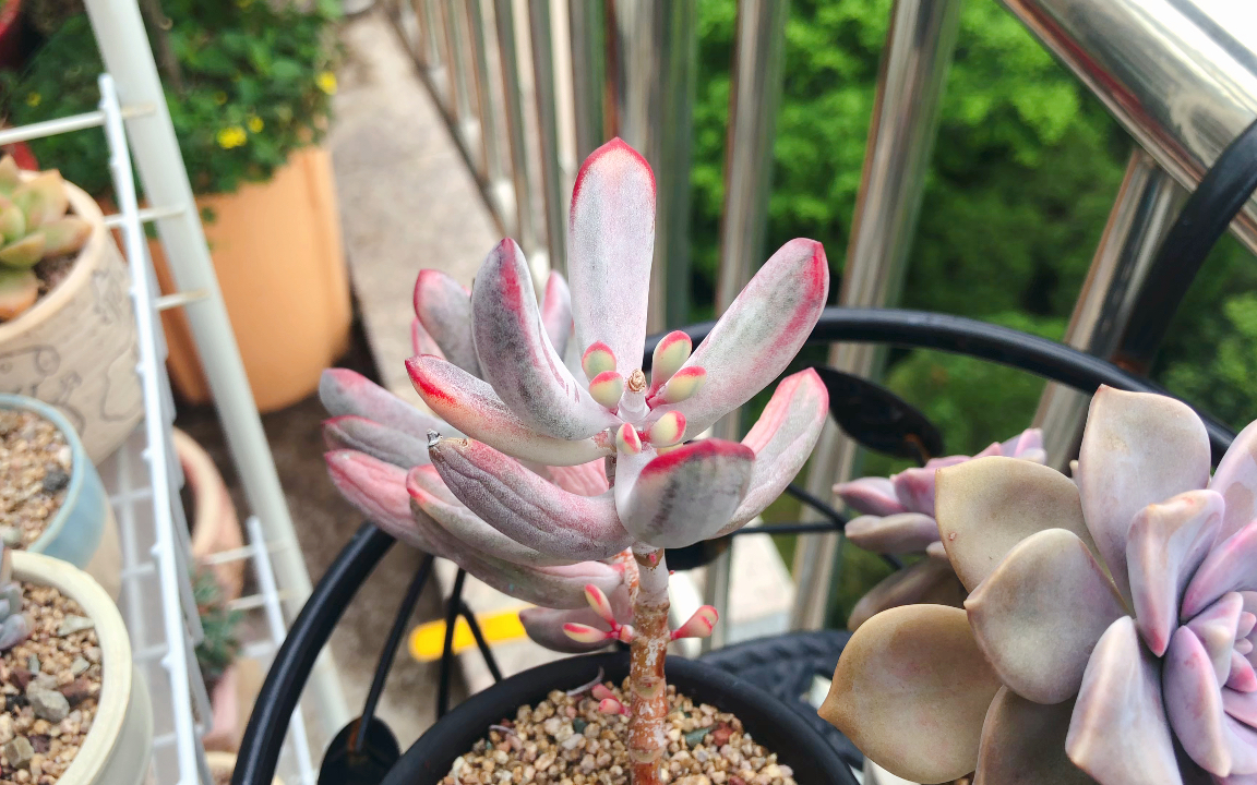 棒叶福娘的仔仔真可爱