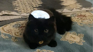 当我家黑猫安了声控灯后…_哔哩哔哩_bilibili
