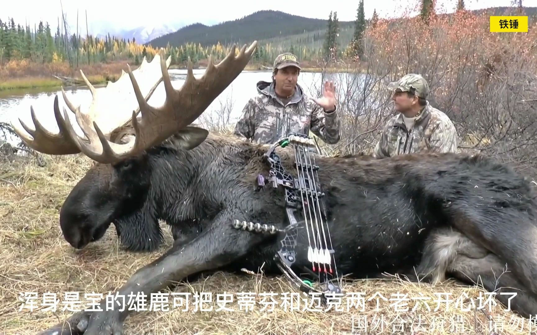 [图]猎人使用弓箭狩猎驼鹿，一箭入魂一个夏天都不用买肉