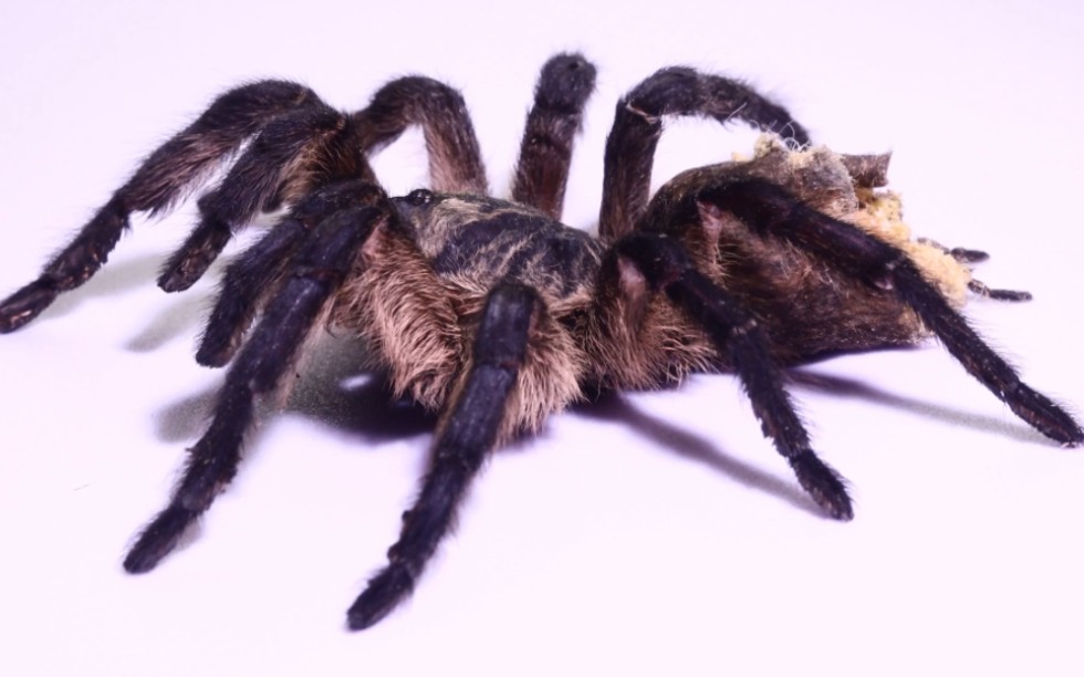 残缺的蓝腿巴布