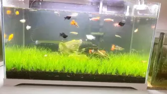 草缸千万别用黑玛丽除油膜了 浅谈草缸的生物除油膜 哔哩哔哩 Bilibili